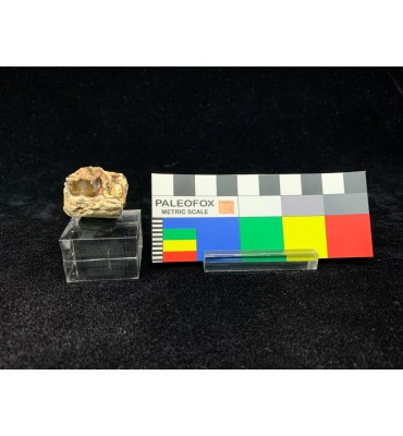 Fossile di Merycoidodon sp....