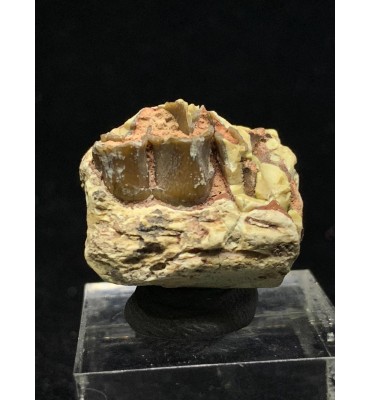 Fossile di Merycoidodon sp. (Oreodont)