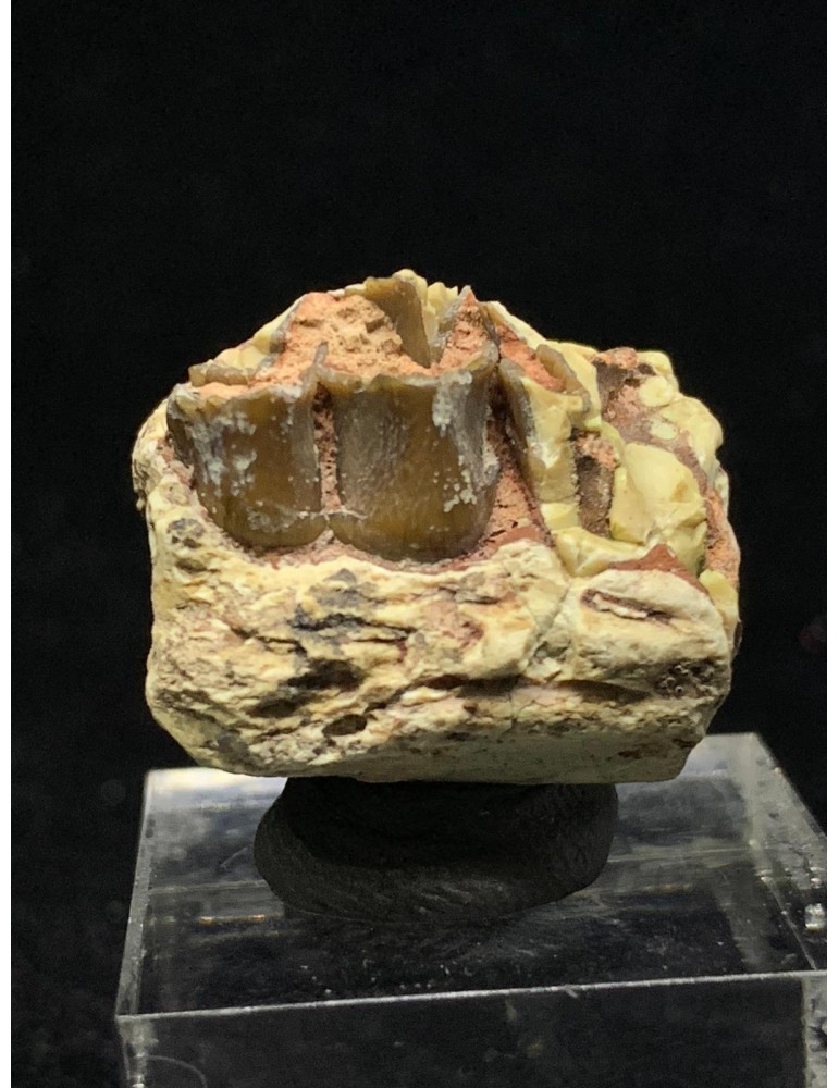 Merycoidodon sp. (Oreodont)