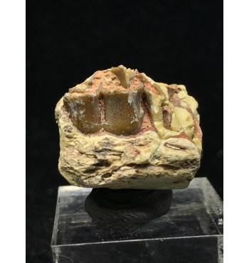 Merycoidodon sp. (Oreodont)