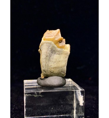 Merycoidodon sp. (Oreodont)