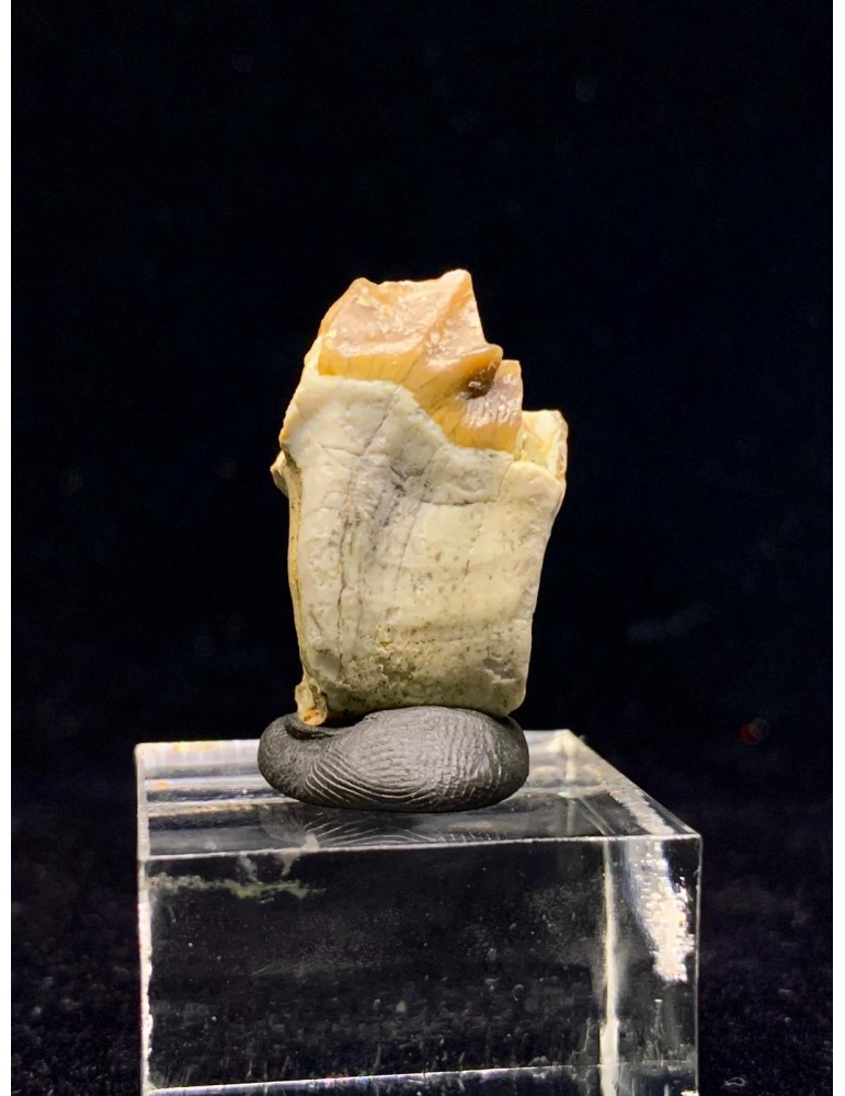 Merycoidodon sp. (Oreodont)