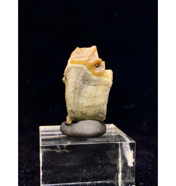 Fossile di Merycoidodon sp. (Oreodont)