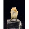 Merycoidodon sp. (Oreodont)
