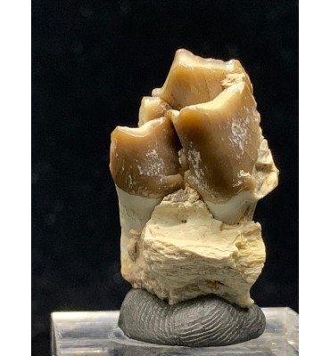 Fossile di Merycoidodon sp....