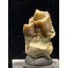 Merycoidodon sp. (Oreodont)