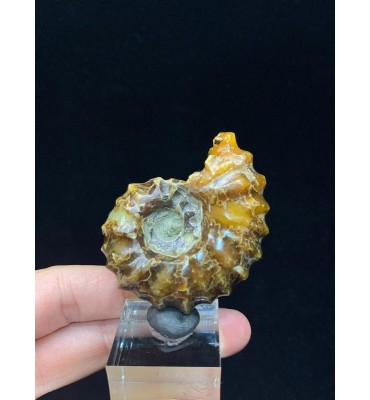 Ammonite in Douvilleiceras mammilatum agate