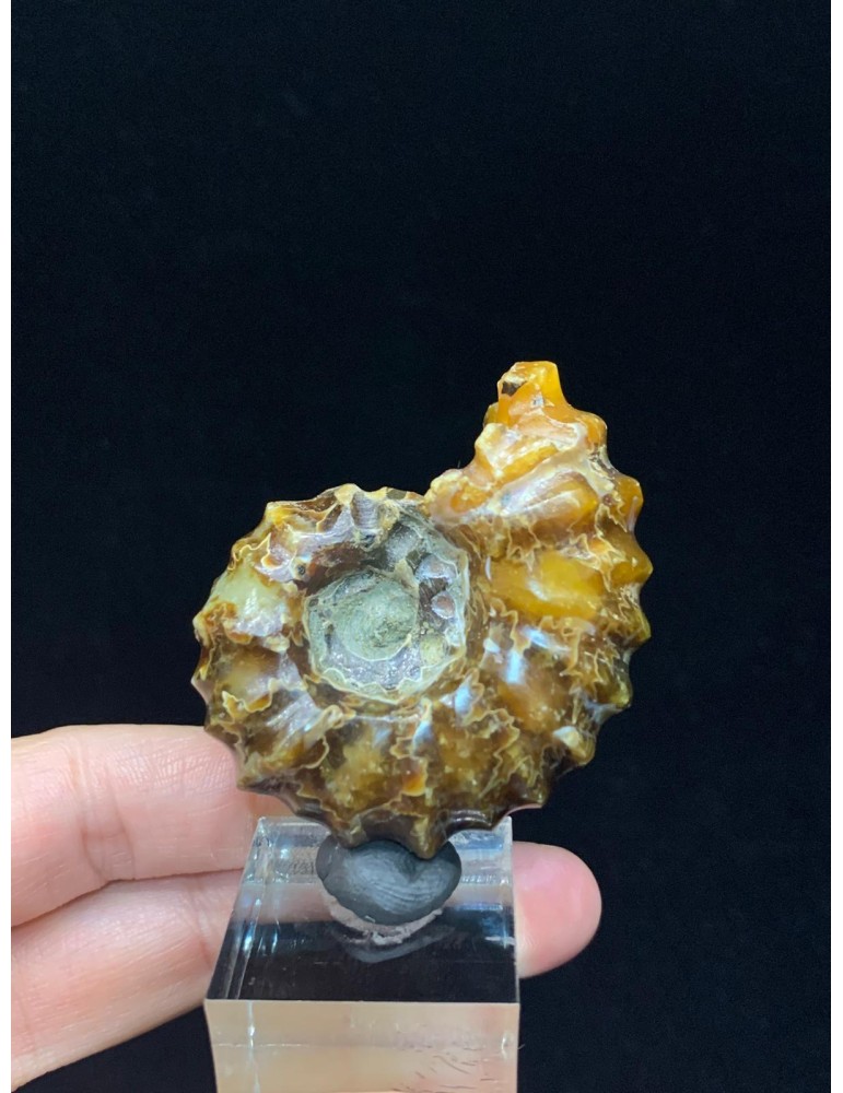 Ammonite in Douvilleiceras mammilatum agate