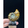 Ammonite in agata Douvilleiceras mammilatum