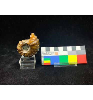 Ammonite in agata...