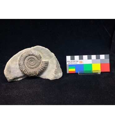 Dactylioceras commune...