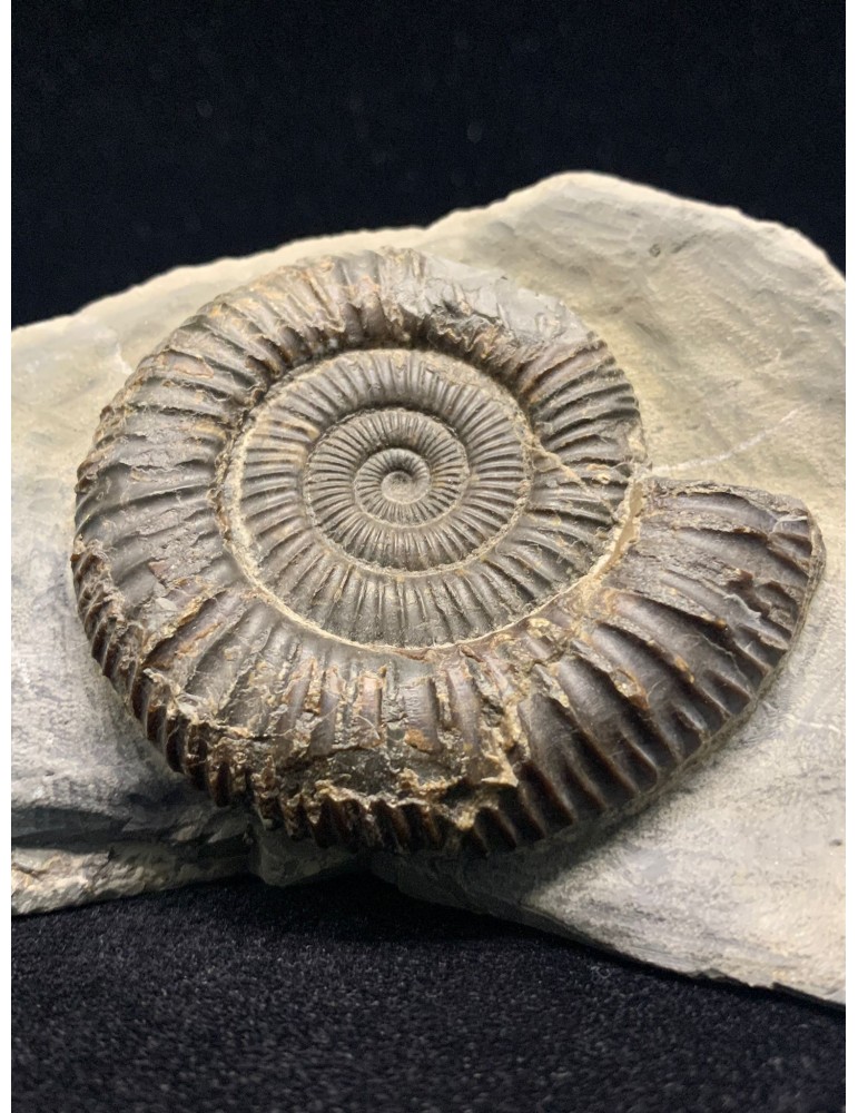 Dactylioceras commune (Sowerby, 1815)