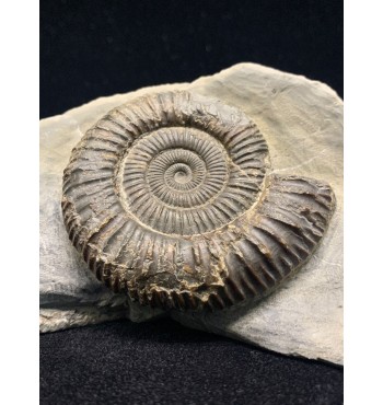 Dactylioceras commune (Sowerby, 1815)