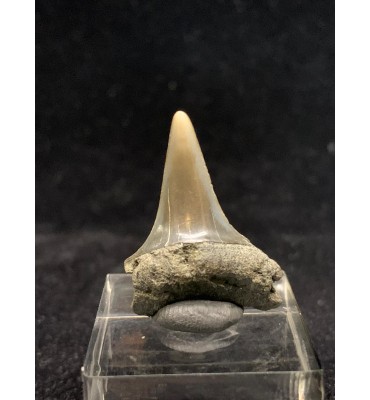 Carcharodon hastalis (Agassiz,1843) Antwerpen