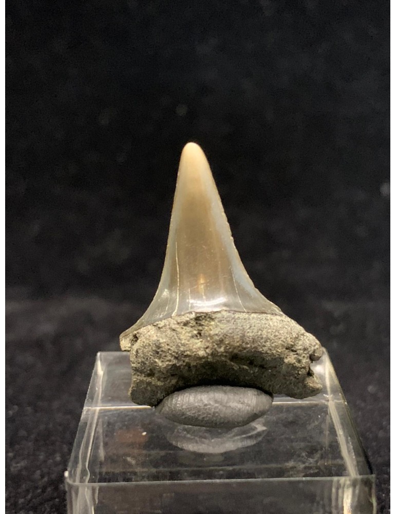 Carcharodon hastalis (Agassiz,1843) Antwerpen