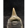 Carcharodon hastalis (Agassiz,1843) Antwerpen