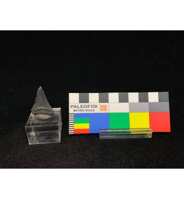 Carcharodon carcharias...