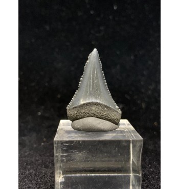 Carcharodon carcharias (Linnaeus,1758)