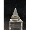 Carcharodon carcharias (Linnaeus,1758)