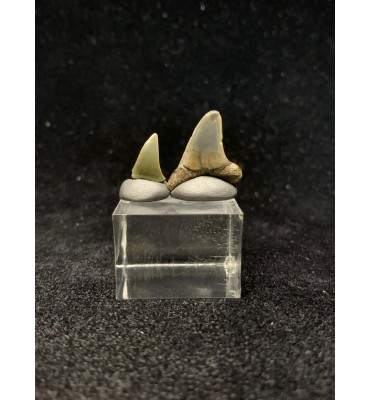 LOTTO 2 DENTI FOSSILI —...