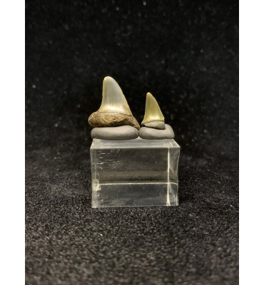 Isurus retroflexus (AGASSIZ 1843) | Squalo Mako Ancestrale