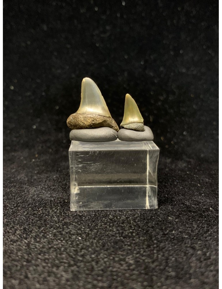 Lot 2 Fossil Teeth — Isurus retroflexus (Agassiz 1843) | Ancestral Shortfin Mako Shark