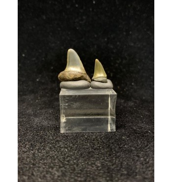 Isurus retroflexus (AGASSIZ 1843) | Squalo Mako Ancestrale