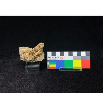 Quarzo Ematoide — Cristalli su Matrice | Procchio, Isola d'Elba (Italy)