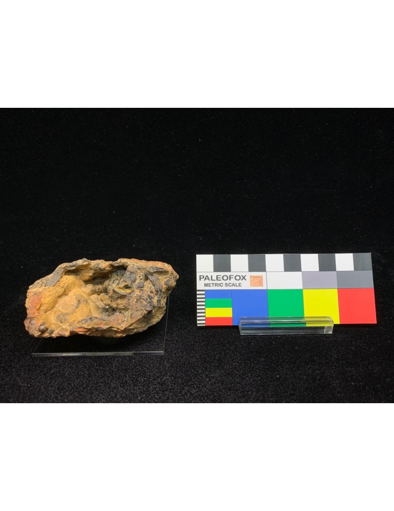 Botryoidal Ochre GOETHITE — Cavo Mine, Elba Island, Tuscany, Italy MIN-00082