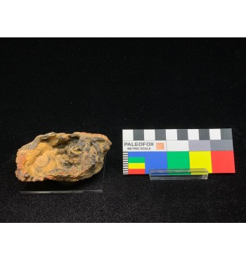 Botryoidal Ochre GOETHITE — Cavo Mine, Elba Island, Tuscany, Italy MIN-00082