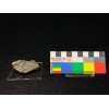 Iridescent GOETHITE — Cavo...