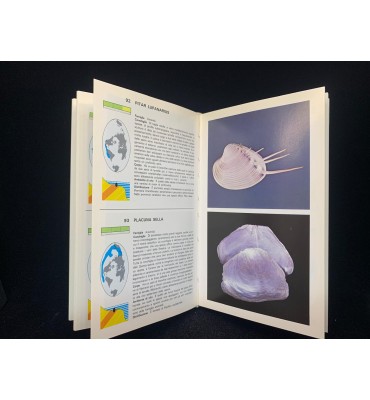 Conchiglie - Manuale  Orsa...