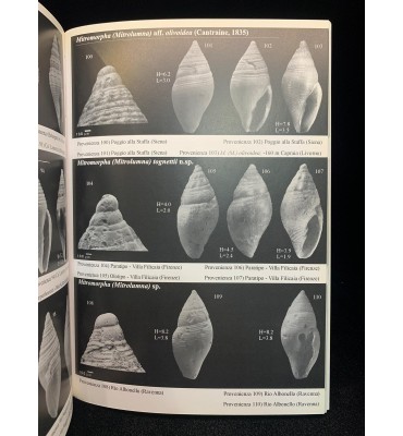 Molluschi marini del...