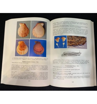 I Molluschi del Mare di...