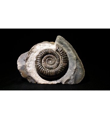 Ammonite Dactylioceras commune