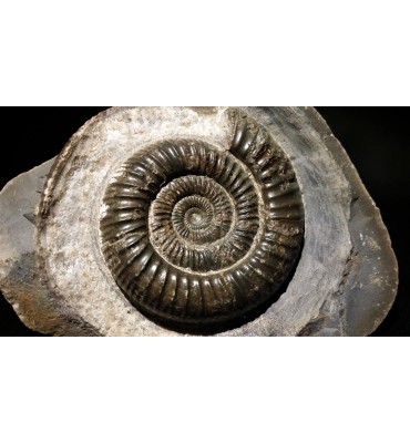 Dactylioceras commune...