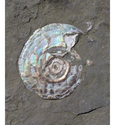 Psiloceras planorbis (Sowerby, 1824)