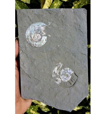Psiloceras planorbis...