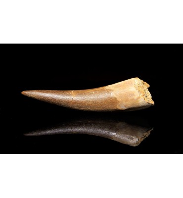 Zarafasaura oceanis (Vincent et al., 2011)