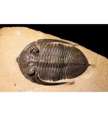 Zlichovaspis sp.