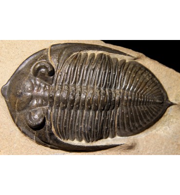 Zlichovaspis sp.