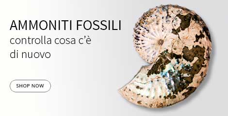 Fossili di Ammoniti in vendita